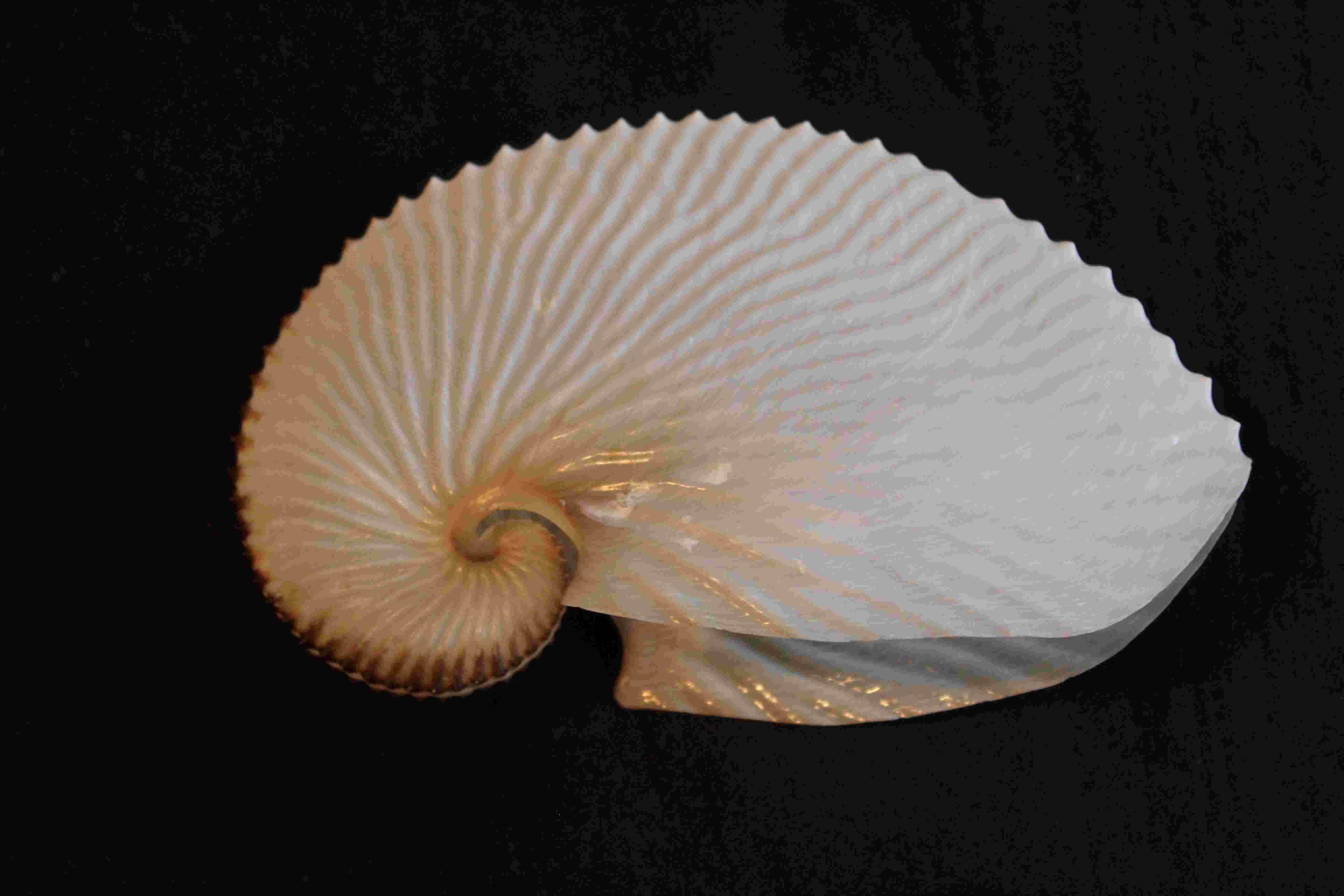 Argonauta Argo Shell
